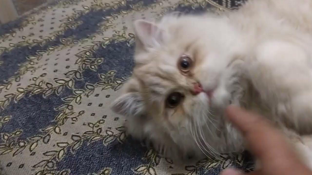 Naughty Cat Cute Motions Compilation 🐱Cutest Cat Ever Funny Reactions 😍