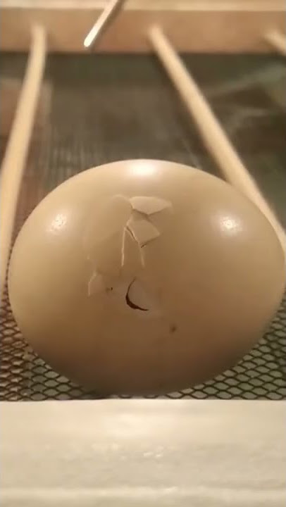 Detik Detik Telur Ayam Menetas