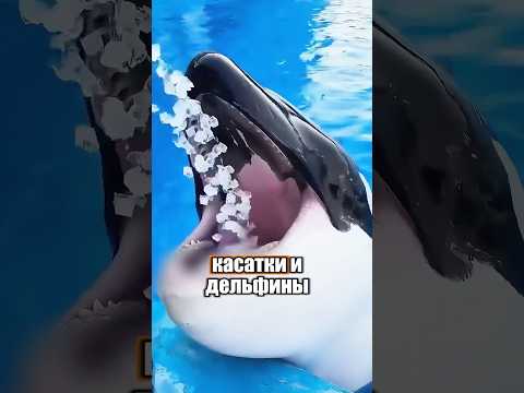 Почему белухи так любят кушать лед? 🧊 🐬 #милыеживотные #животные