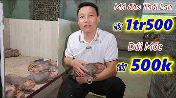 Chi Tiết Giá Dúi Giống Má Đào Thái Lan Và Dúi Mốc Đại Trung Quốc 2023,  Kỹ Thuật Nuôi Dúi Sinh Sản