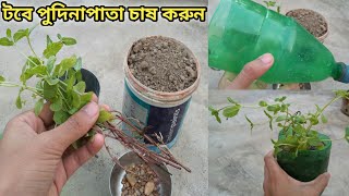 12 মাসই টবে চাষ করুন পুদিনা পাতা। How to grow mint |ছাদকৃষি|পুদিনা চারা তৈরির সঠিক পদ্ধতি