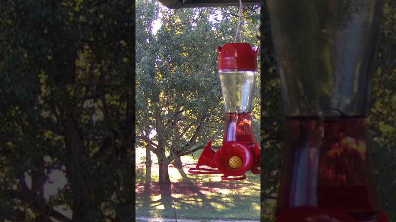 The Humming Bird Feeder 1