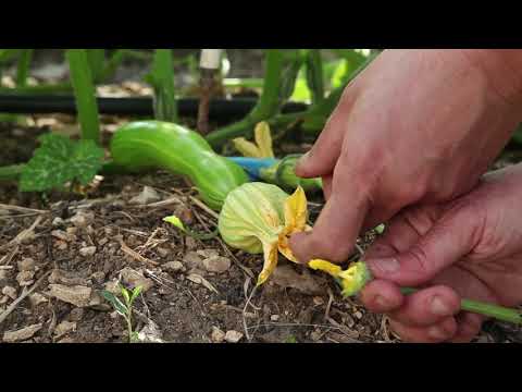 Video: Handbestuivende meloenen - Tips voor het met de hand bestuiven van meloen
