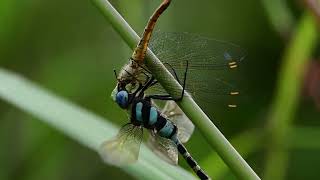 Cannibalism in Dragonflies