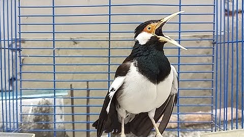 Pancingan Jalak Suren Gacor Full Isian Variasi - Masteran Suara Burung Jalak Agar Gacor Full Isian