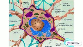 ¿Qué son las Neuronas? Dendritas PARTE 1 screenshot 5
