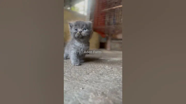 Video 10047821: russian blue persian kitten, russian blue persian cat, persiancat persians