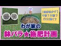 【鉢バラ施肥】わが家の施肥計画。発酵油かすは中粒？大粒？どこに置く？