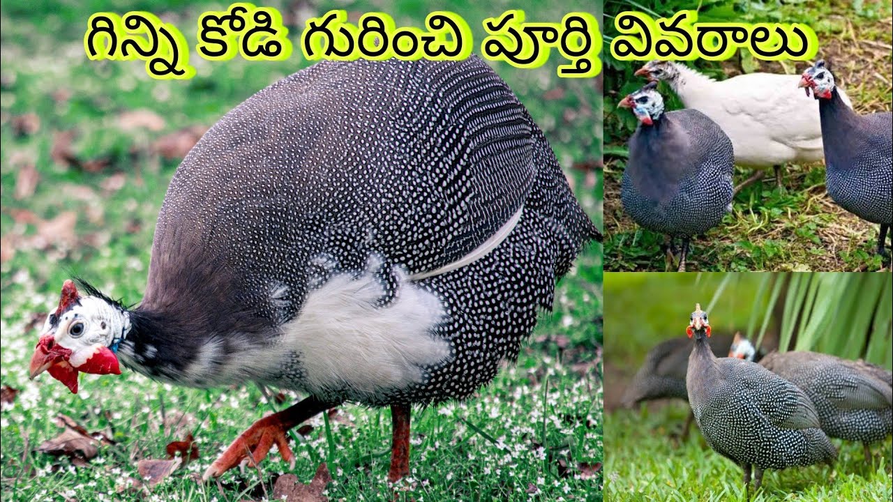 Guinea Fowl (గిన్ని కోడి) full details & maintenance #guineafowl #birdfarm