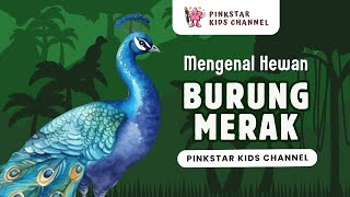 Mengenal Burung Merak - Video Edukasi - PINKSTAR KIDS CHANNEL