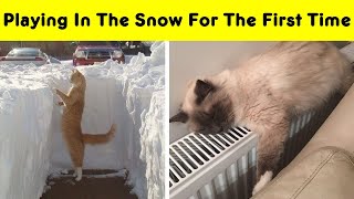 Photos Proving That Cats And Snow Are Not Meant For Each Other