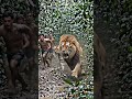 Hunter becomes hunted #hunter #hunted #hunting