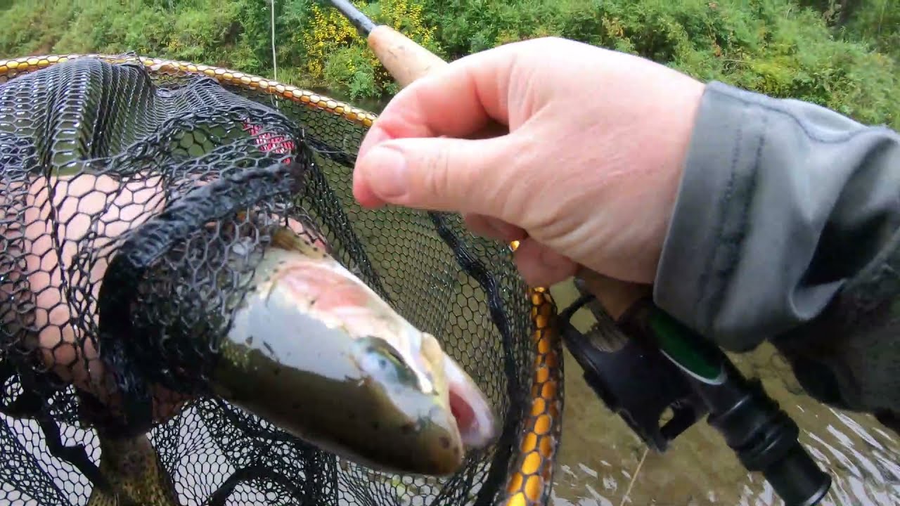 Pesca de Truchas Arcoíris a Mosca Seca