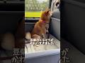 豆柴のドライブがかわいすぎました！ #Shorts #shortvideo