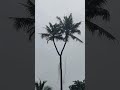 രണ്ടു തല തെങ്ങ് 😃😃#shorts#newshorts#trendingshorts#viralshorts#shortsfeed