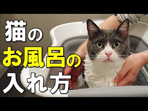 猫のお風呂の入れ方!嫌がる猫のシャンプーのコツやドライヤーの乾かし方を解説【保護猫】 hqdefault