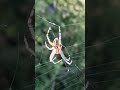 "Araña Manchada de Jardín" es una Araña Inofensiva para el Ser Humano