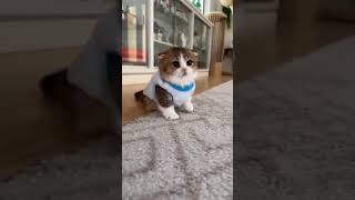 Onlyfans Tiktok Video