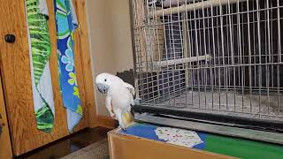 A Cockatoo Who Loves To Weave