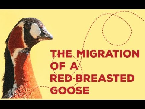 Видео: Повишаване на гъски в задния ви двор