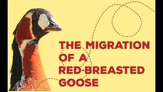 The Migration of a Red-Breasted Goose