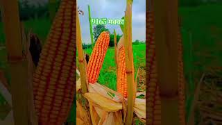 9165 मकक अचछ ऑफर दत ह