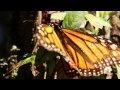 Santuario de las Mariposas Monarcas, Valle de Bravo Estado de México