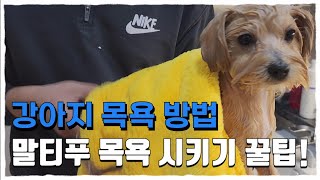 강아지 목욕 훈련!몸부림 심한 말티푸 교육