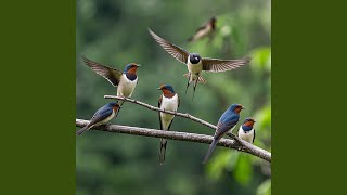 Download lagu The birds sing careffuly