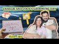 VL270 - Charlie and Coco makeover - Watch till end 🤯😨| Happy Birthday Anju 🤭 #viral #cat #trending