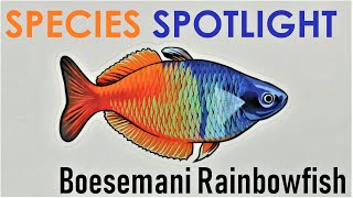 SPECIES SPOTLIGHT  Melanotaenia Boesemani | A Beautiful Rainbowfish