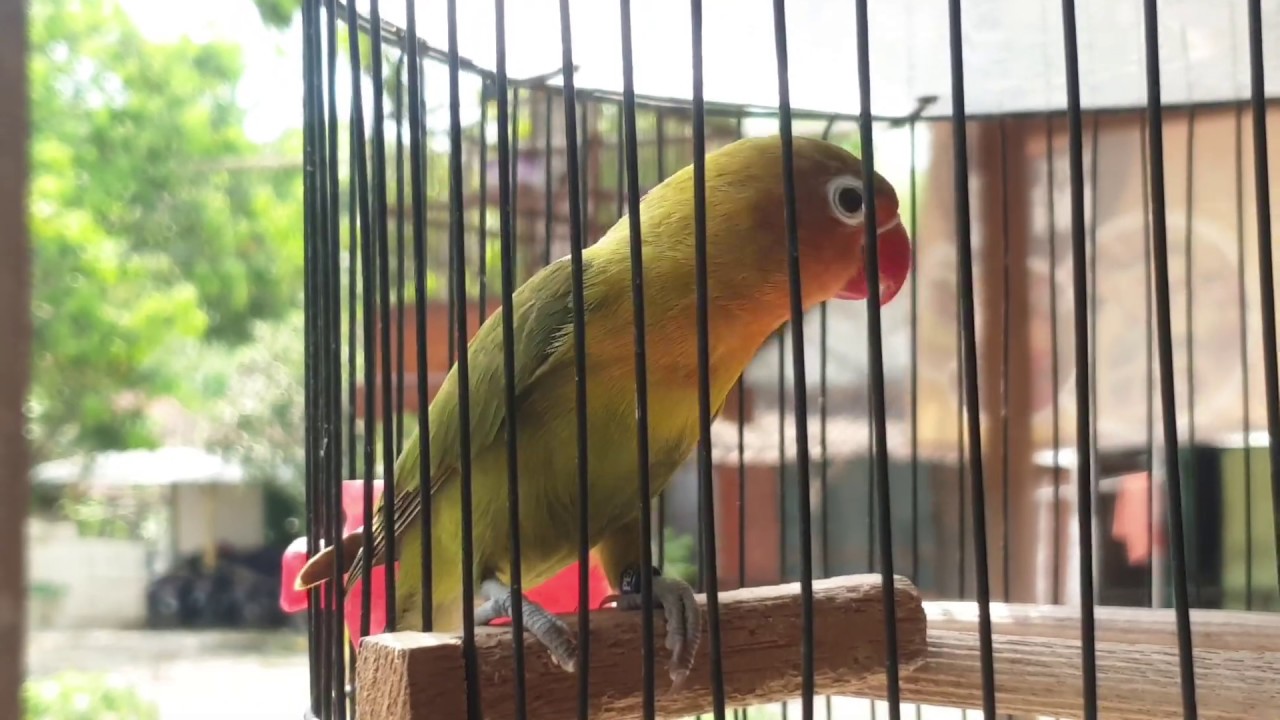 Burung Love Bird Andalan Calon Juara 