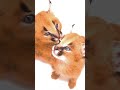 Cute Caracal Kittens Shorts 