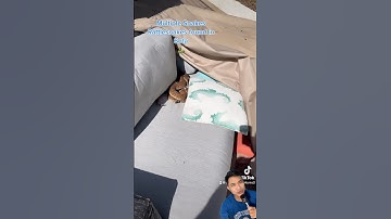 Bầy Rắn độc vào nhà nằm ngủ trên ghế #snake