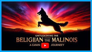 Unleashing the Belgian Malinois: A Canine Journey | Animal Movie by Dorin - Training with Mali 7,683 views 4 months ago 2 minutes, 20 seconds