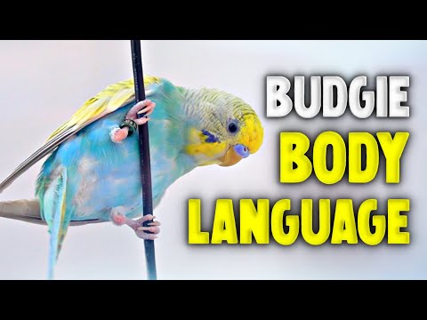 Video: Cara Memperkenalkan Budgie Kedua