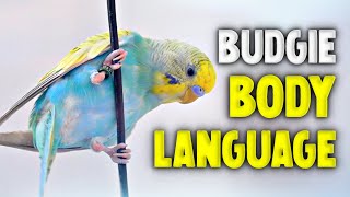 Budgie Body Language