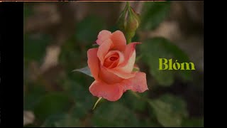 Blóm - Casa Guateque Fashion Film