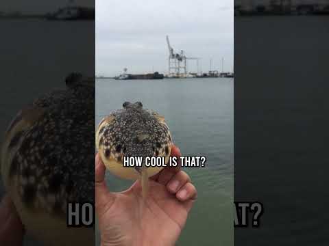 Man Catches Pufferfish