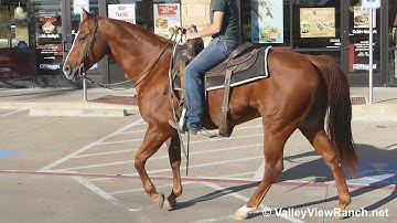 Little Smart Playgun - riding in town! - ValleyViewRanch.net