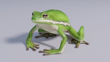 Game Ready American Green Tree Frog 3D Model