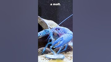 I found THIS in my aquarium! (SCARY)