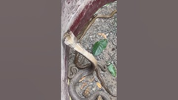 Caught a snake nest under a tree #snake #cobra #venomouscreatures #animals #birds #nest