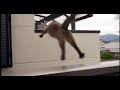 Dramatic cat jump