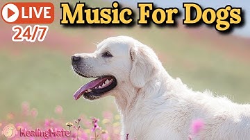 🔴[LIVE] Dog Music🎵🐶Calming Music for Dogs💖Separation Anxiety Relief🦮Music to Help Dogs Sleep🔴22