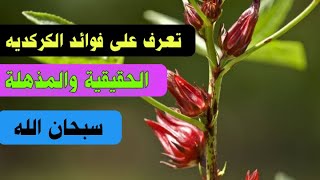 تعرف علي فوائد الكركديه الحقيقية والمذهلة سبحان الله