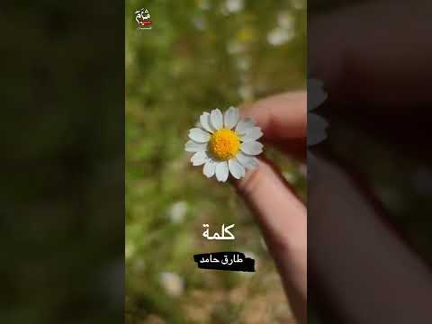 كلمة طارق حامد