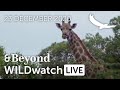 WILDwatch Live | 23 December, 2020 | Afternoon Safari | South Africa