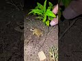 Catch big frogs funny | Try don't laugh | wepwep catching frogs make you laugh #shortsviral