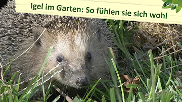 Welche Spuren hinterlässt ein Igel im Garten?